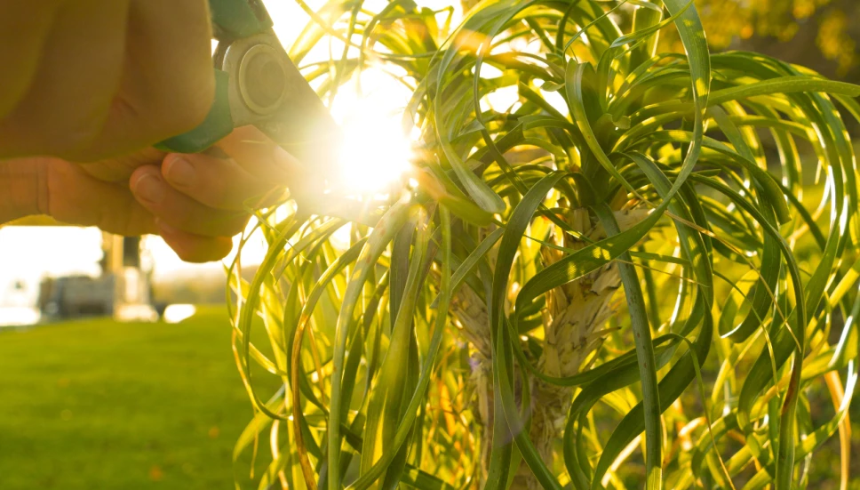 Las plantas prohibidas que no debes tener o vender porque están protegidas