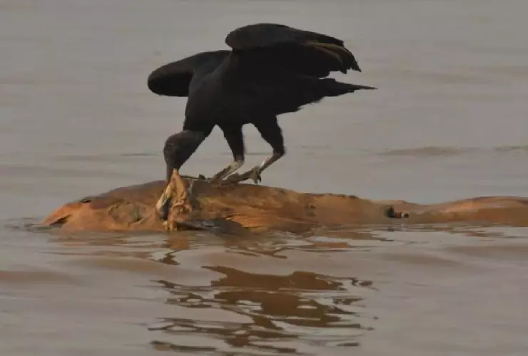 Ola de calor histórica y sequía extrema en el Amazonas provocaron la muerte masiva de delfines y peces