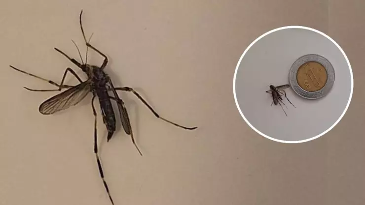 Aparecen ENORMES mosquitos tras fuertes lluvias en Yucatán