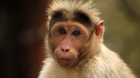 monos