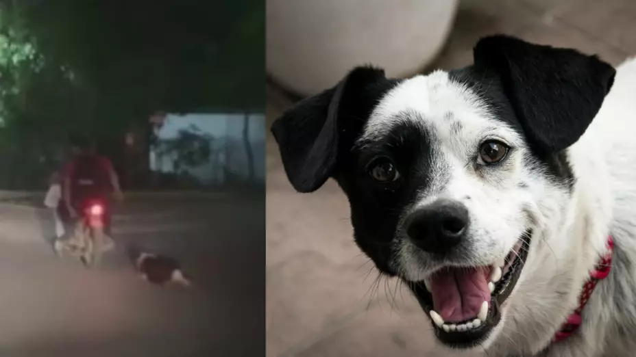 Video perrito arrastrado en Jalpa de Méndez ¿maltrato animal en Tabasco?