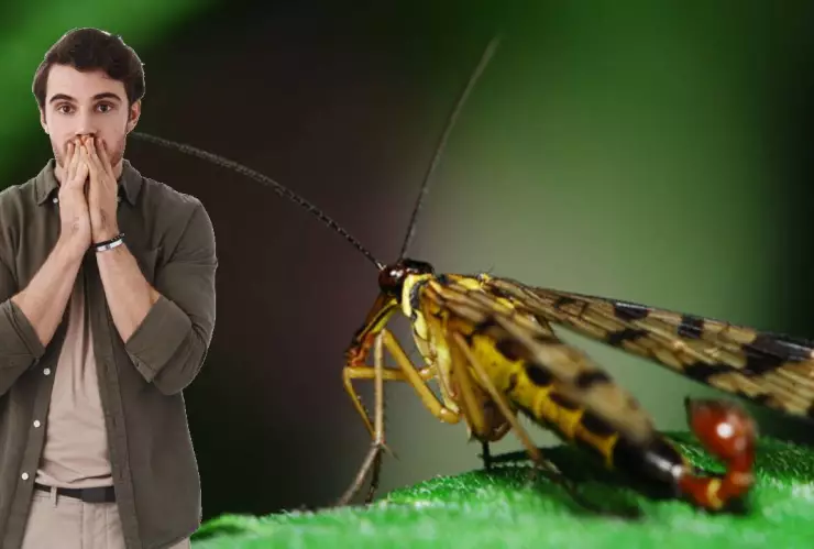 Alacranes con alas en México