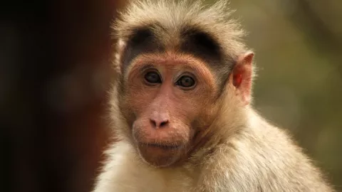 monos
