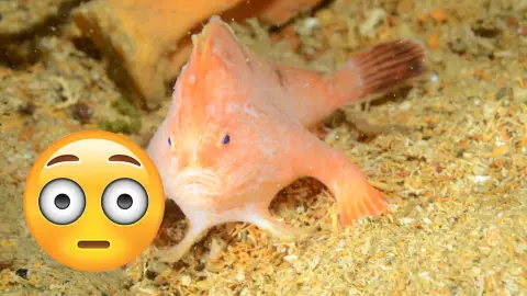 Pez rosado con manos: El adorable habitante del fondo marino que conquista las redes
