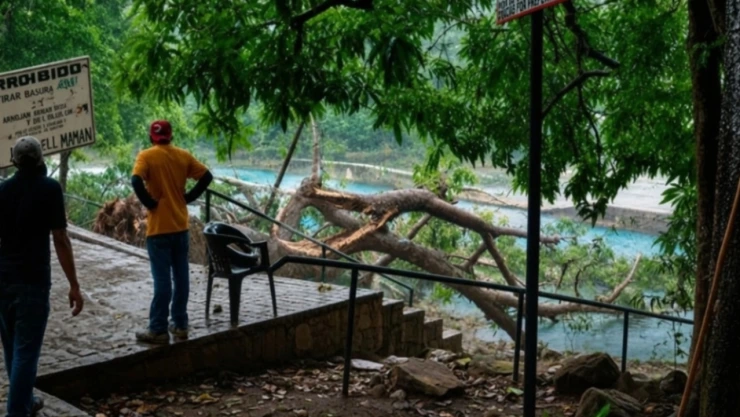 Turista muere aplastado por un árbol en Veracruz