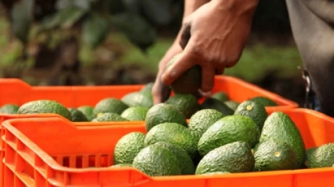 Precio aguacate