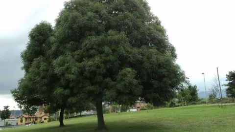 8 árboles que NO levantan las banquetas de tu casa y puedes tenerlos afuera sin problema