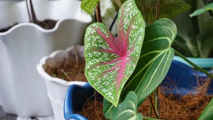 Caladium, un infaltable del 2026: hojas coloridas en rosa, rojo y verde que llenan de arte y frescura cualquier espacio.