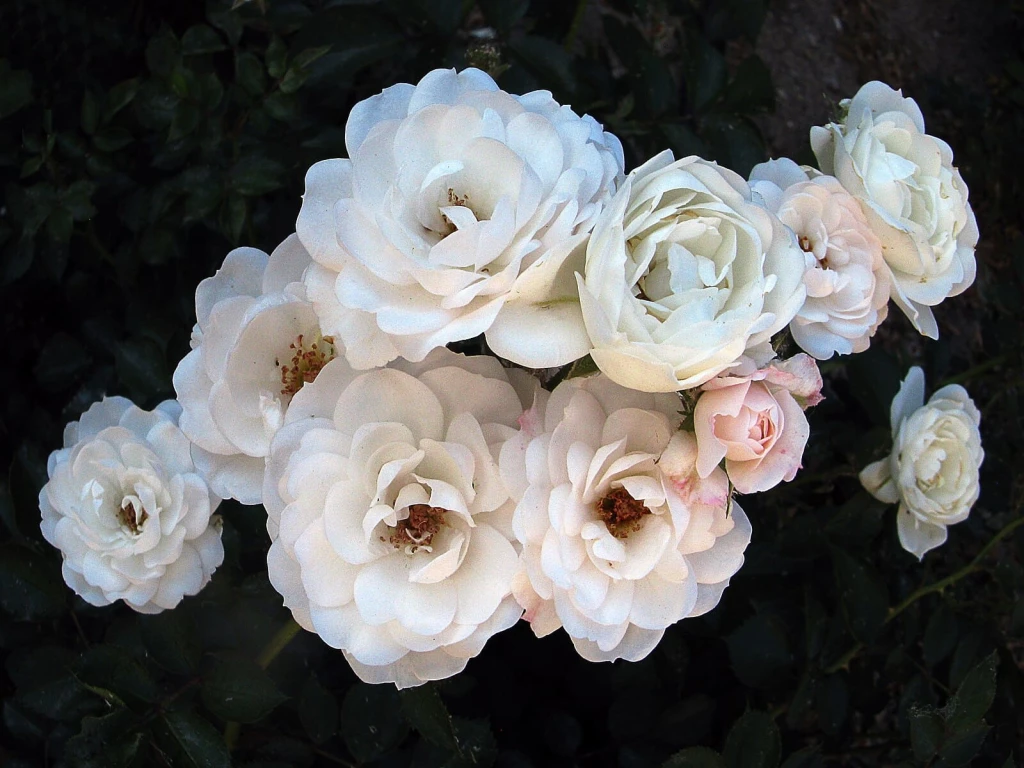 flores dia de muertos ofrenda rosas blancas