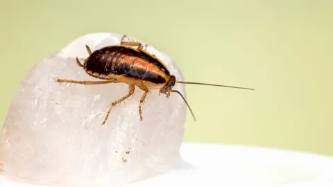 Los remedios naturales para ahuyentar a las cucarachas de tu cocina