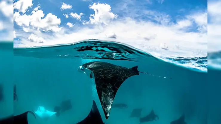 Diferencia entre rayas y mantarrayas