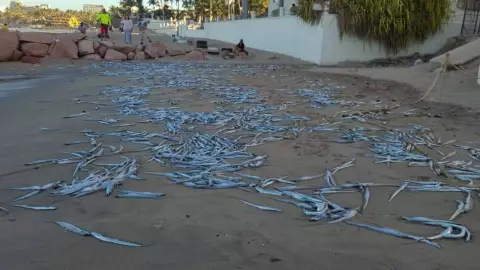 Aparecen peces muertos en Puerto Vallarta: ¿Qué pasó?