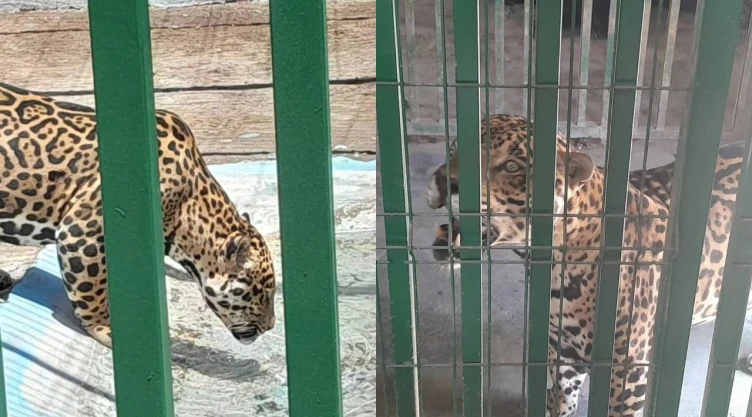 Tigre de bengala ataca a trabajadora de Profepa durante inspección en Nuevo León