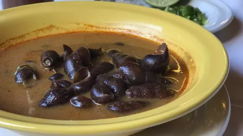 animal exotico shuti.jpg