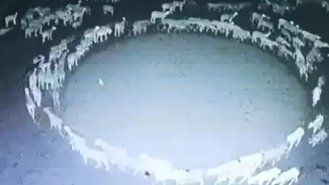 ¿Por qué los animales caminan en círculos y qué significa realmente?