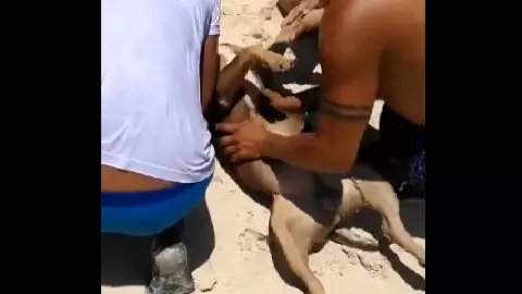 ¡Otro caso de maltrato animal en Playa del Carmen! Dueño ahoga a pitbull en la playa.jpg