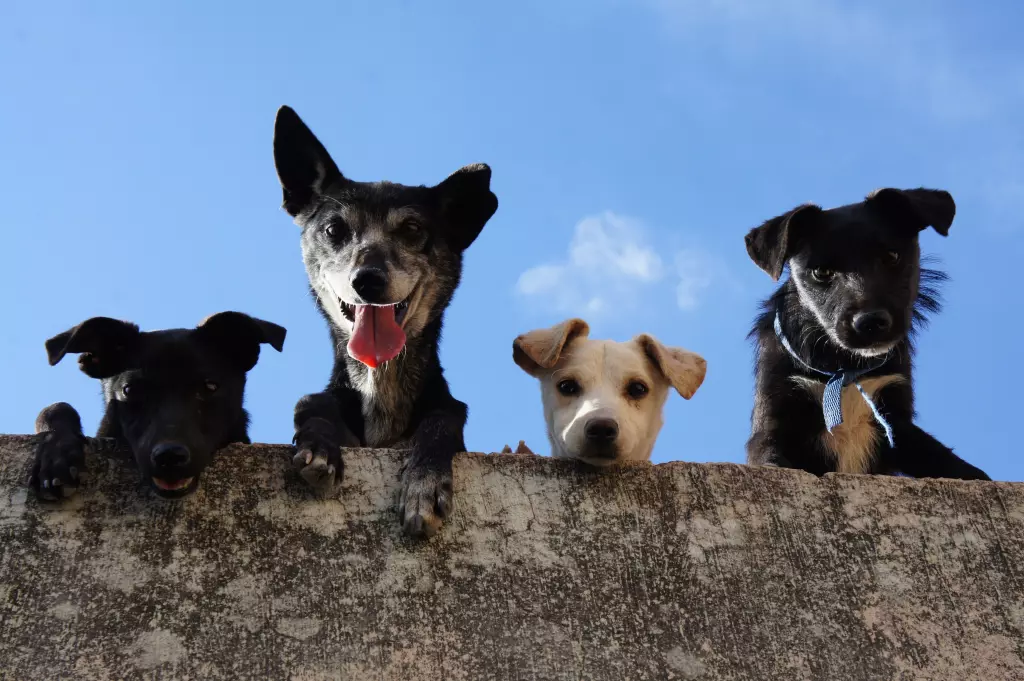 Estudio prueba que los perros son mejores mascotas que los gatos