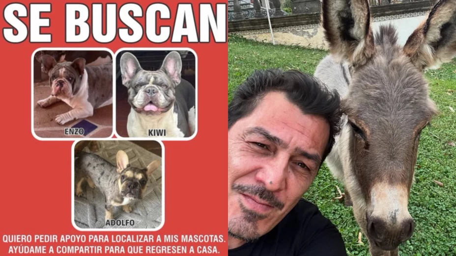 Se pierden los perritos de José Manuel Figueroa en Cuernavaca.