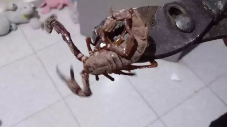 Alacranes gigantes alertan Península de Yucatán 