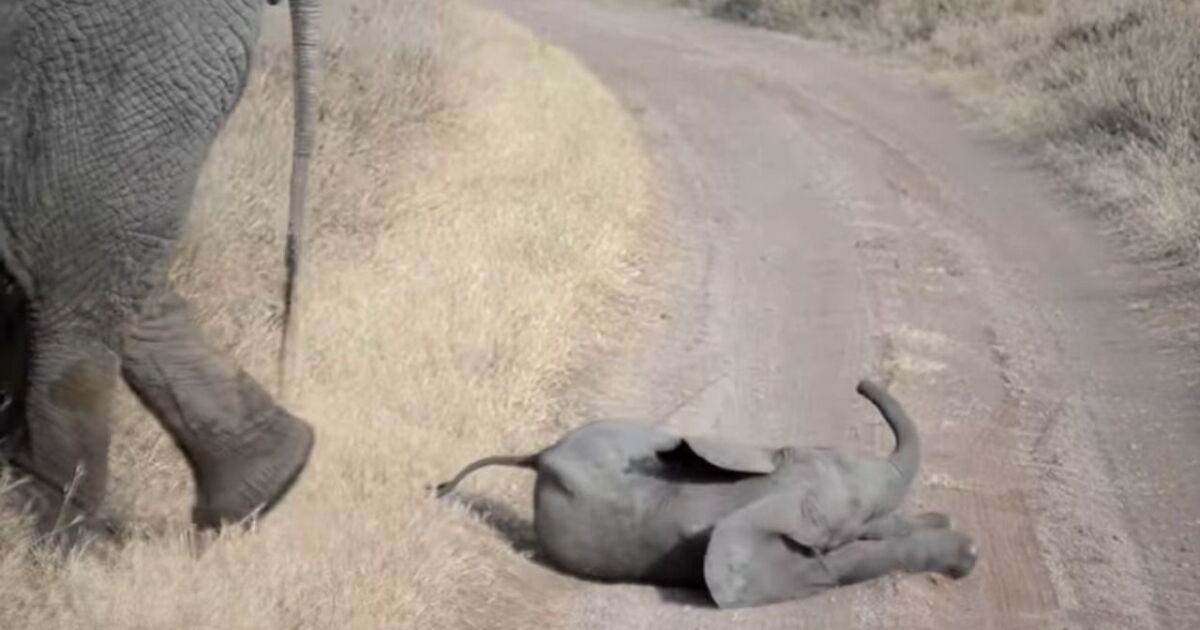 El video del berrinche de un elefante bebé que causó ternura y se hizo viral