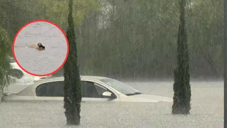 Perrita rescatando a su cachorro en las inundaciones en Tamaulipas