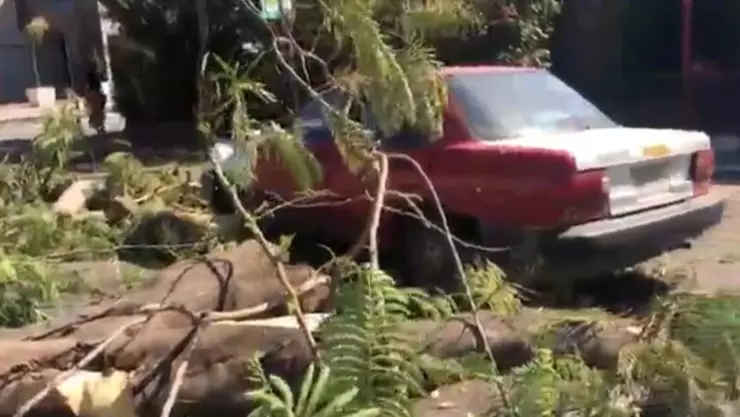 cae arbol sobre automovil