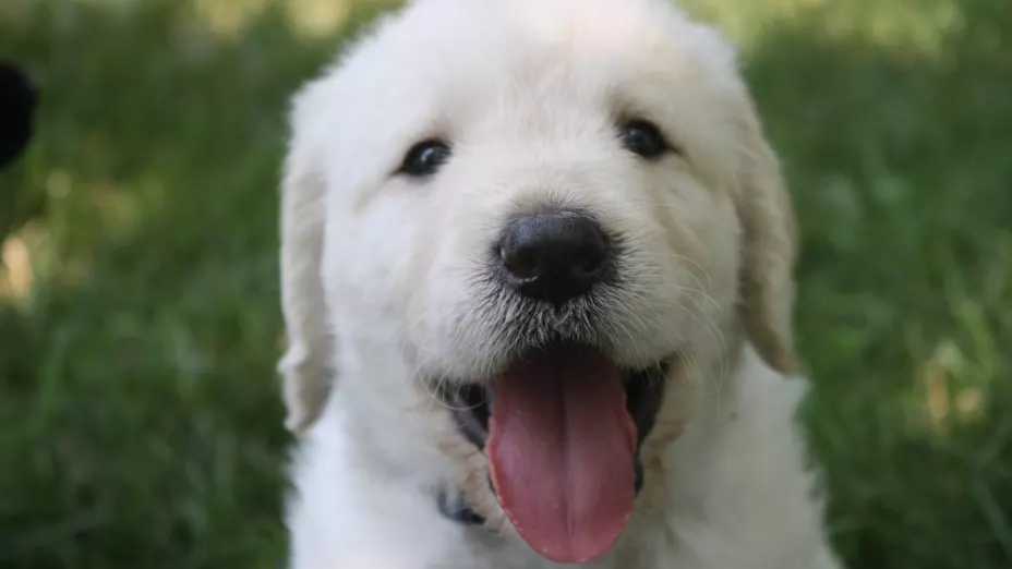 Labrador, uno de los perros más bonitos