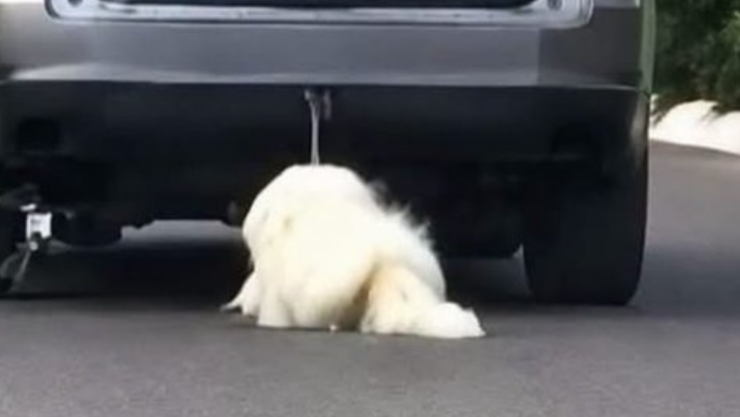 Mur1ó Rocky, el perro arrastrado por una camioneta en Saltillo