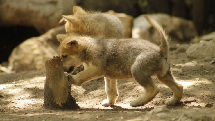 lobo_mexicano_zoologico_chapultepec.jpg