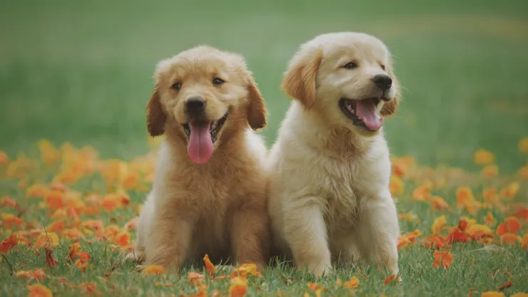 ¿Cuál es la multa por no contar con la CURP para mascotas en Aguascalientes