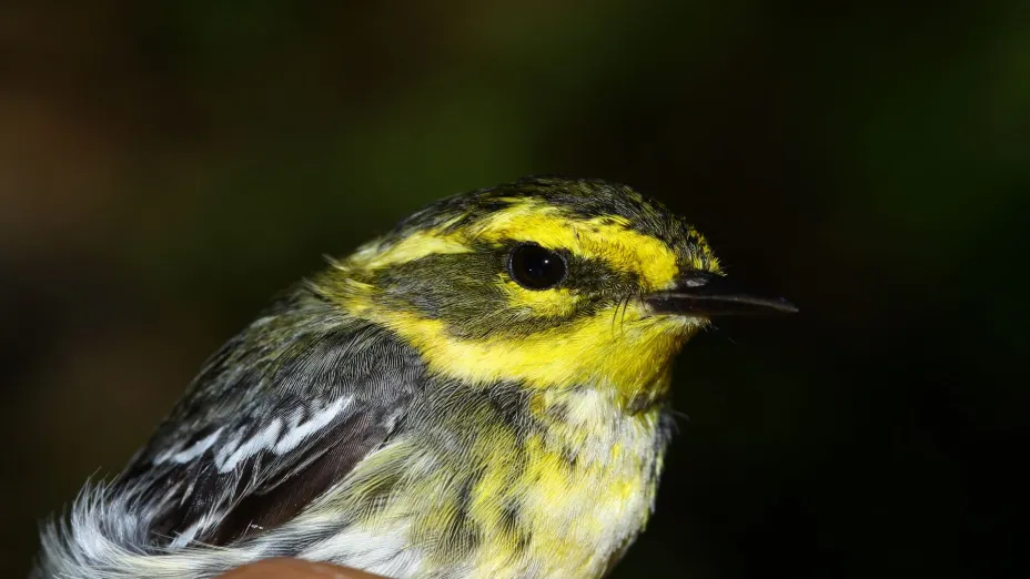 Comenzó la llegada de aves migratorias al Bosque La Primavera_semadet .jpg