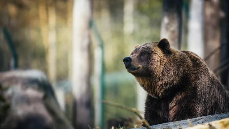 VIDEO: Así fue como un hombre espantó a un oso negro con un disfraz