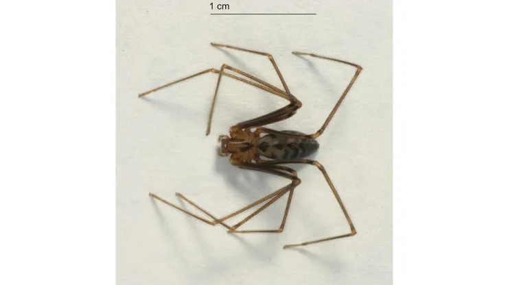 araña violinista falsa