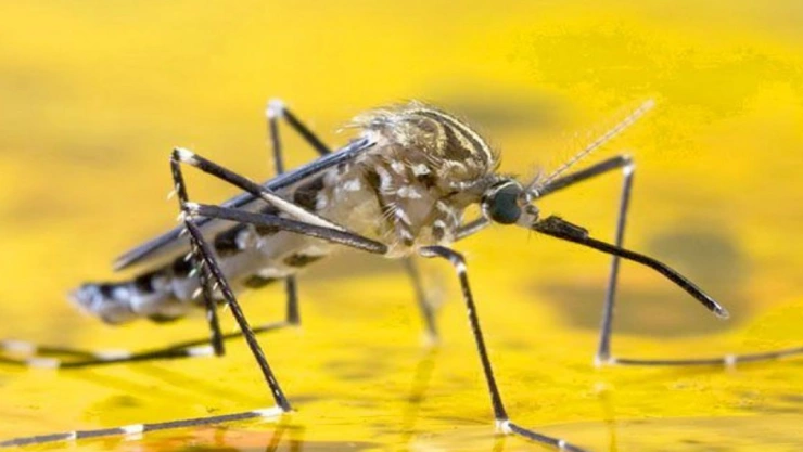 Declaran EMERGENCIA SANITARIA por casos de fiebre amarilla