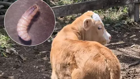 Este es el rancho donde investigan el PRIMER caso del gusano barrenador en Yucatán