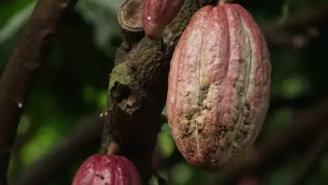 Día nacional del cacao y el café