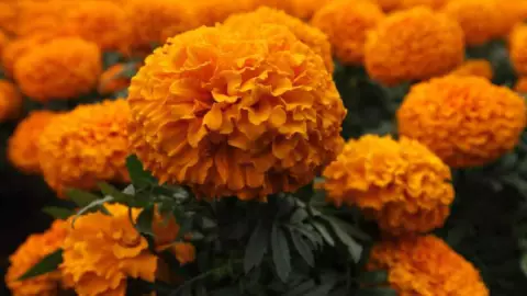 10 alimentos y bebidas con con flor de cempasúchil para este Día de Muertos