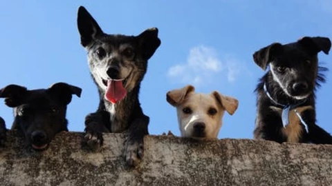 mascotas registro cdmx