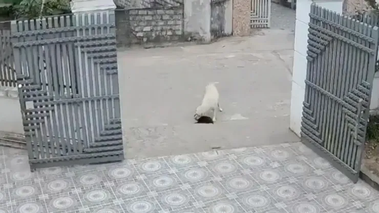 Perrita salvó la vida de su cachorro antes de que fuera atropellado | VIDEO