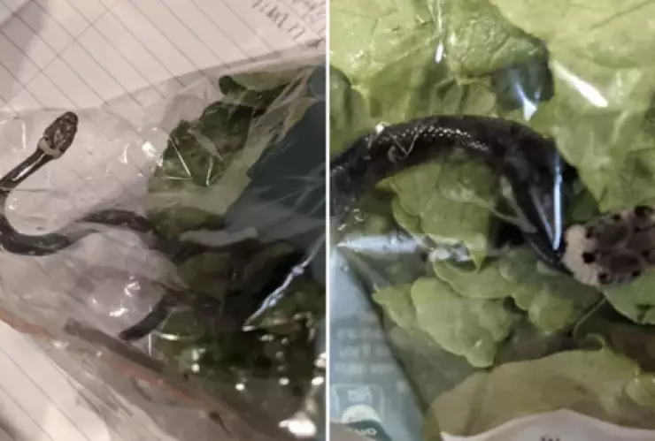 serpiente-bolsa-lechuga-australia