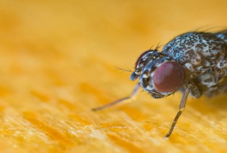 Estrategia de México contra el gusano barrenador_ _¿Las moscas estériles pueden combatirlo