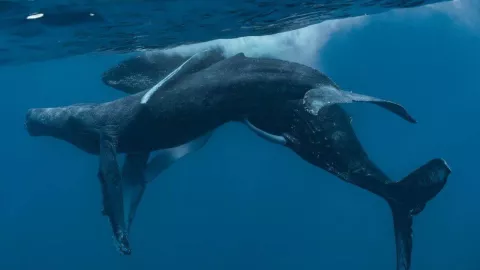 Ballenas jorobadas