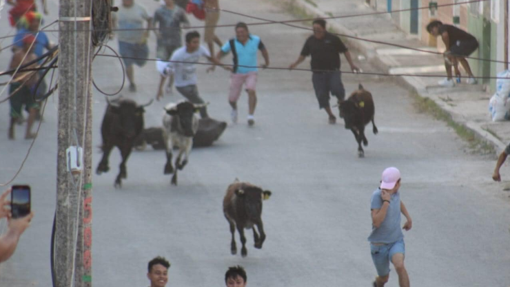 Realizan Pamplomuchada en Campeche; sueltan a vaquillas a las calles