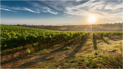 Ruta del Vino en Aguascalientes.jpg