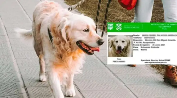 requisitos-como-tramitar-curp-mascota-cual-es-multa-no-hacerlo.jpg