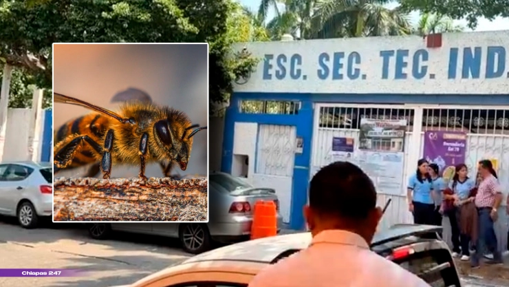 Abejas secundaria Tuxtla