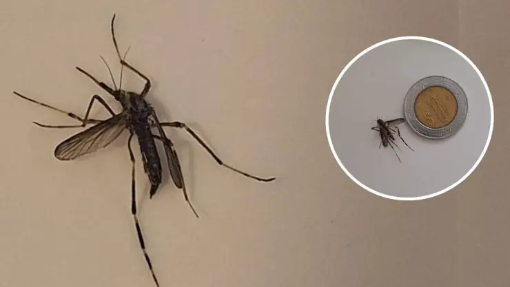 Aparecen ENORMES mosquitos tras fuertes lluvias en Yucatán