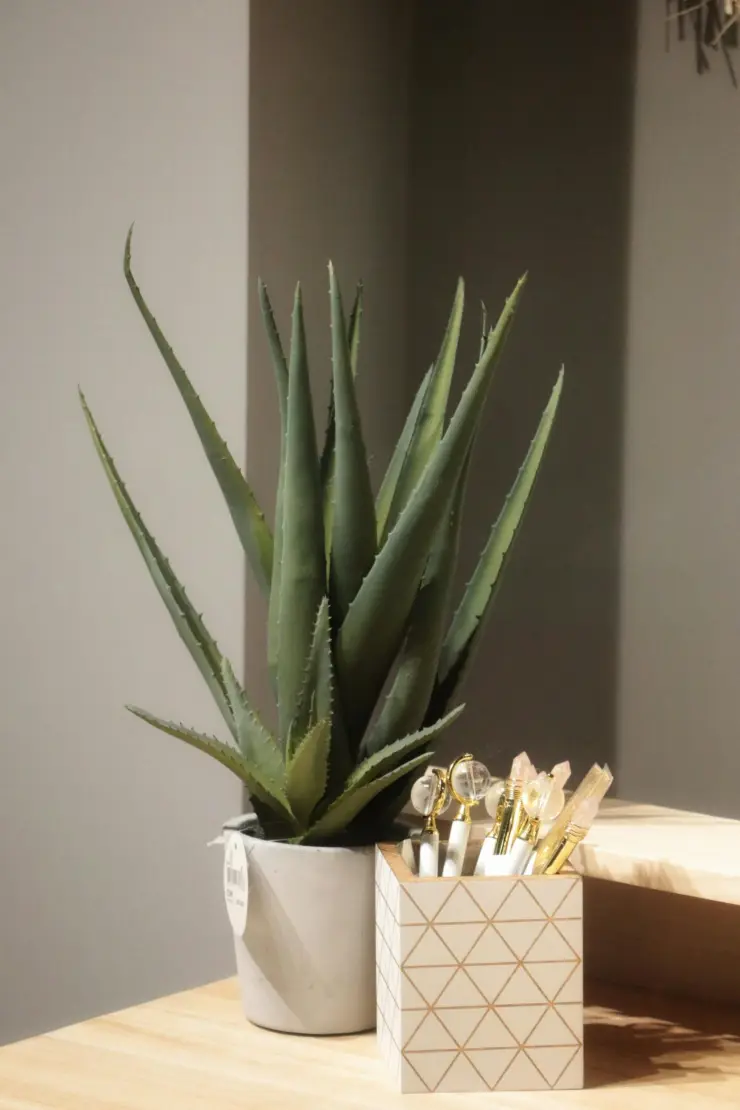 El aloe vera es uno de los mejores hidratantes para cabello seco