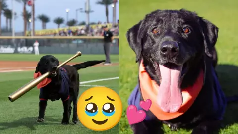 ¡Se jubiló! Así fue el HOMENAJE al “bat-dog”, el perrito recoge bates de Los Aviadores de Las Vegas