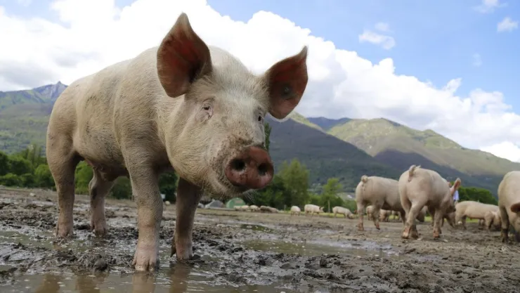 /animales/puerco-es-animal-sucio-respuesta